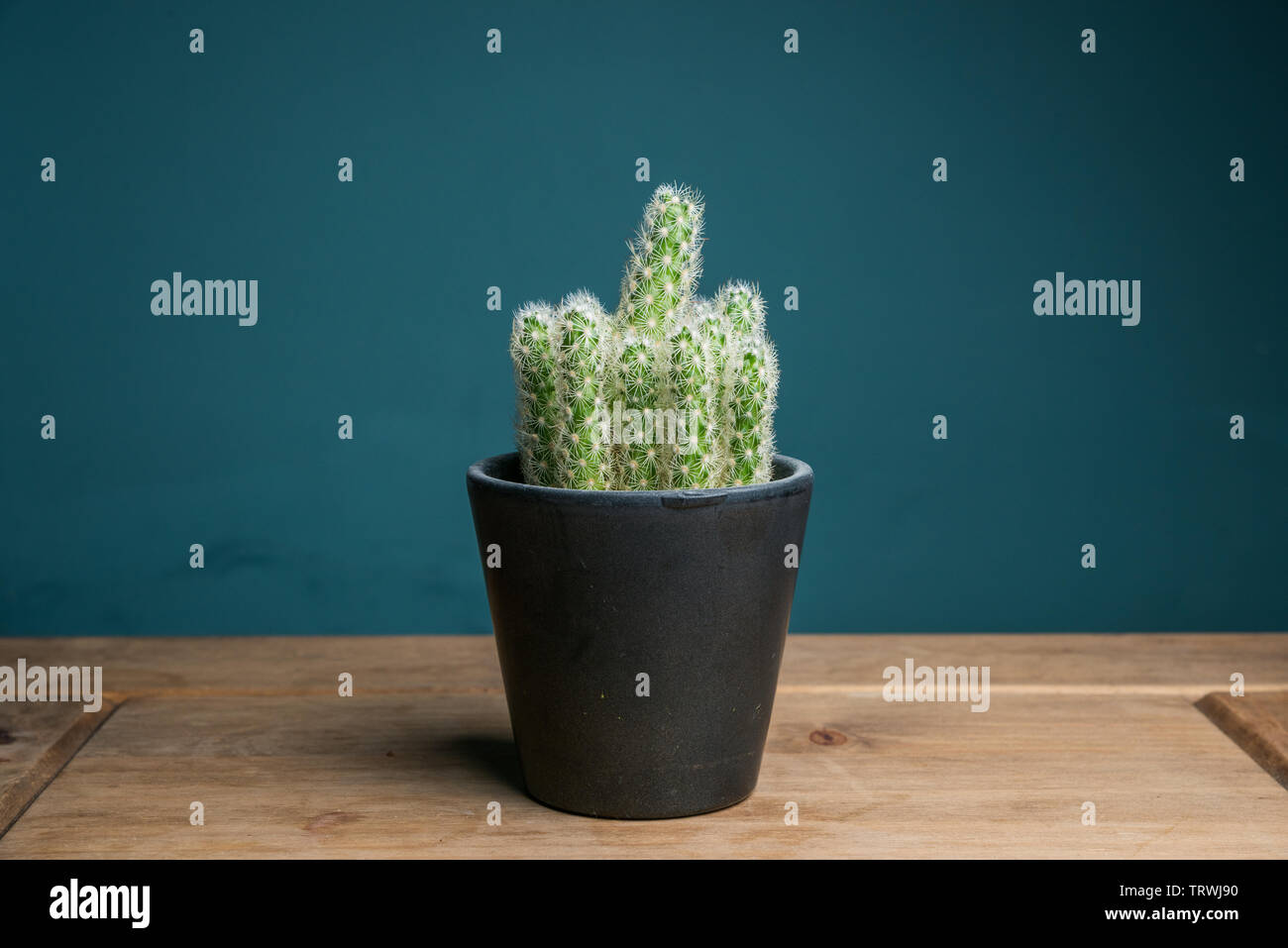 Noch immer leben Cactus Stockfoto