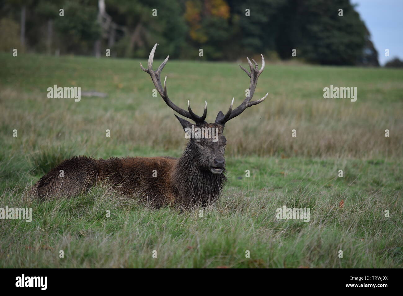 Wild in Tatton Park, Cheshire, Großbritannien Stockfoto