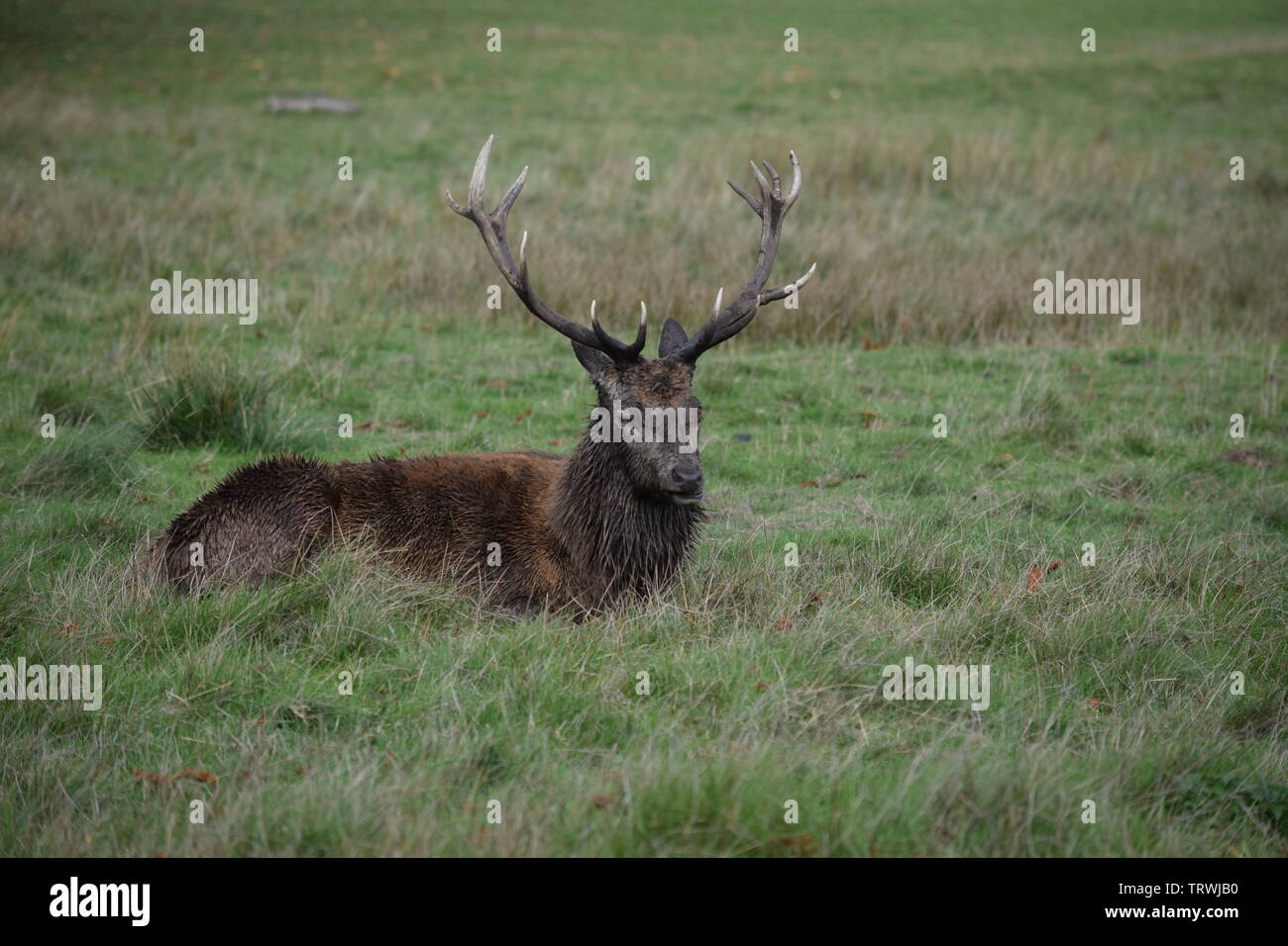 Wild in Tatton Park, Cheshire, Großbritannien Stockfoto