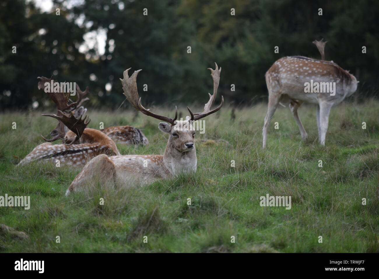 Wild in Tatton Park, Cheshire, Großbritannien Stockfoto