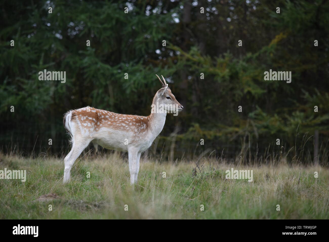 Wild in Tatton Park, Cheshire, Großbritannien Stockfoto