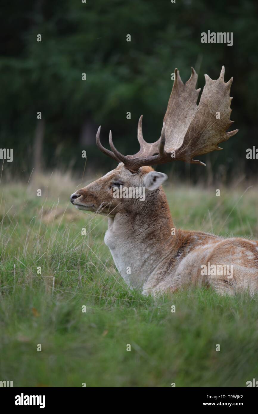 Wild in Tatton Park, Cheshire, Großbritannien Stockfoto