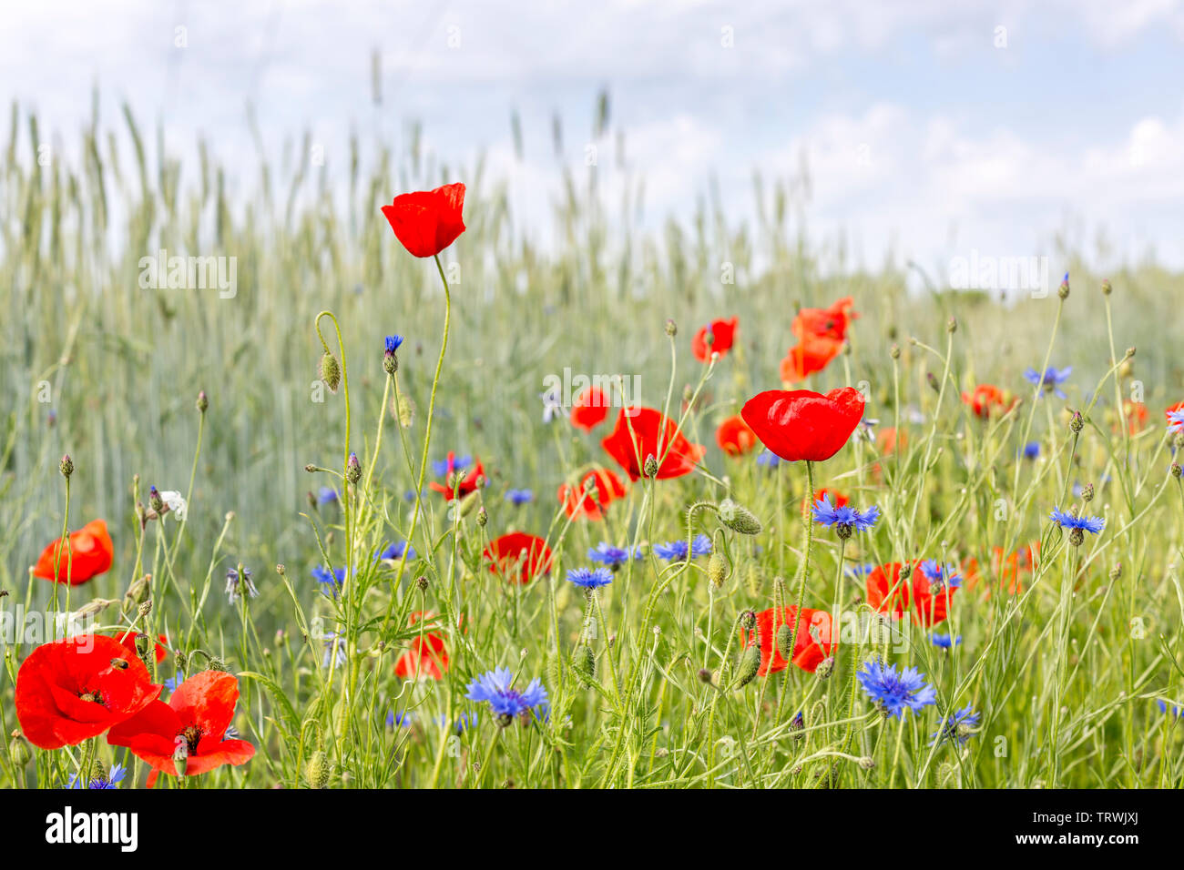 Bereich der blauen und roten Wildblumen, Luxemburg Stockfoto