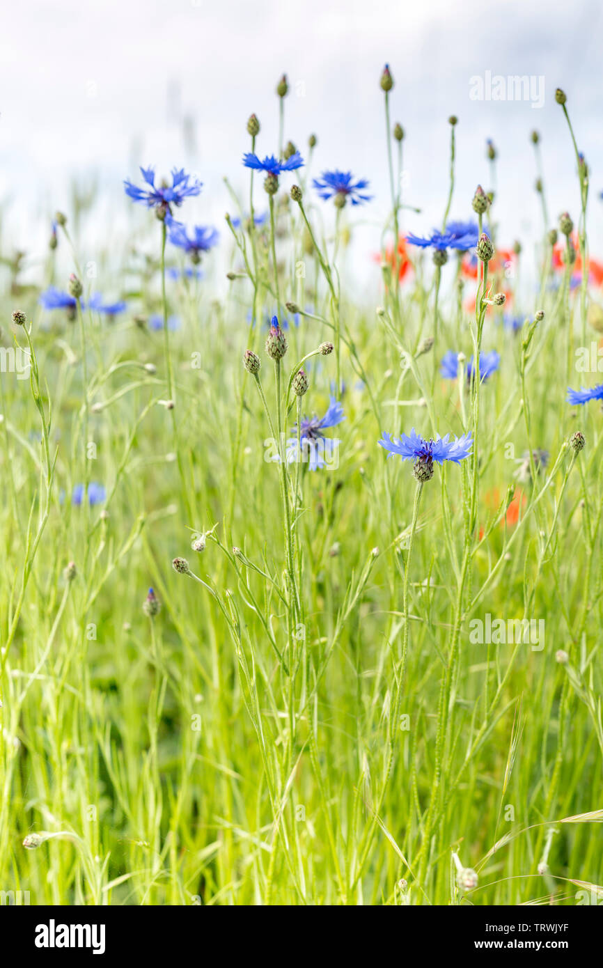 Bereich der blauen und roten Wildblumen, Luxemburg Stockfoto