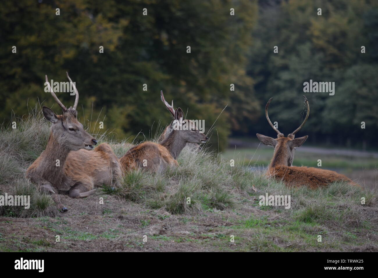 Wild in Tatton Park, Cheshire, Großbritannien Stockfoto