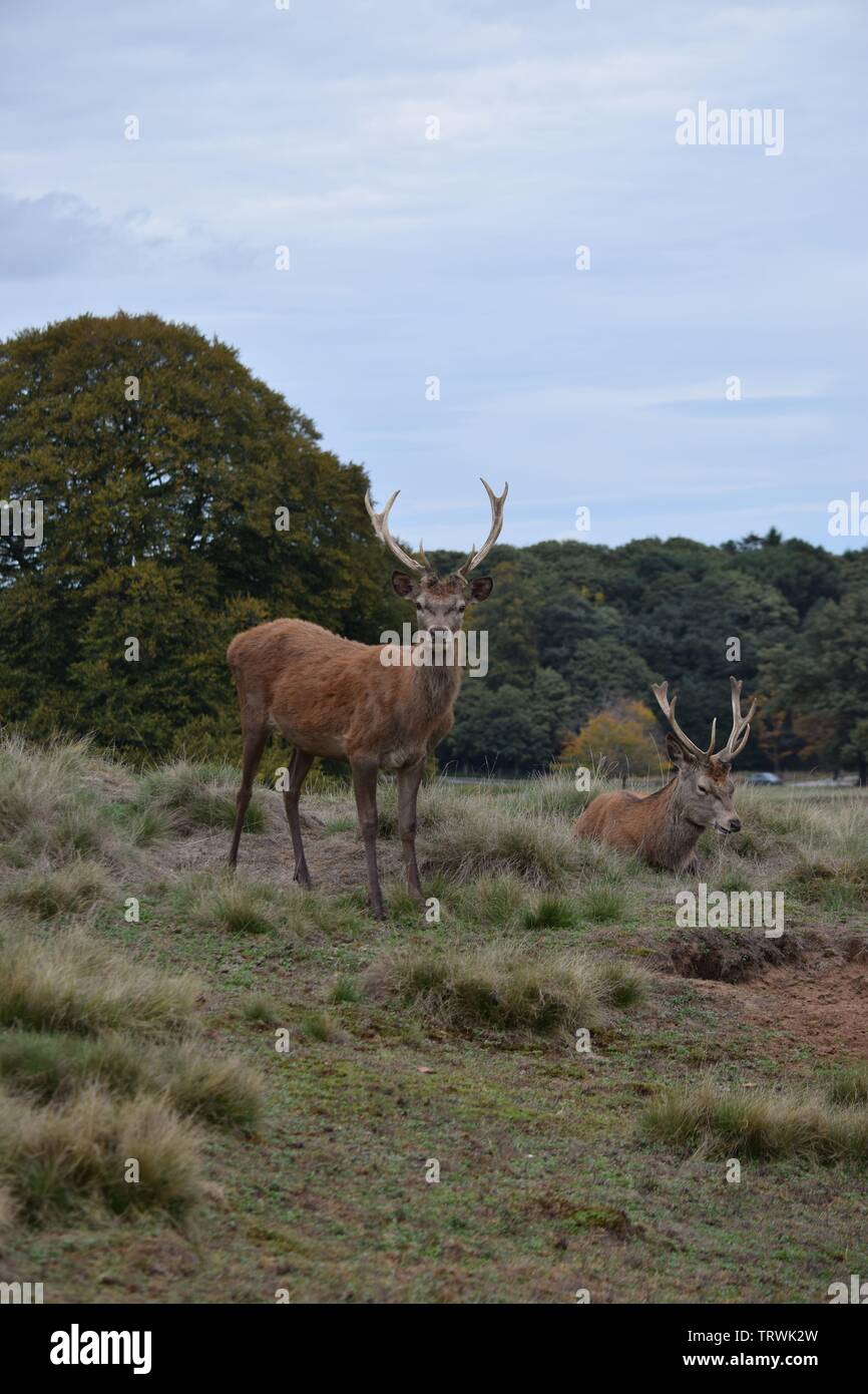 Wild in Tatton Park, Cheshire, Großbritannien Stockfoto