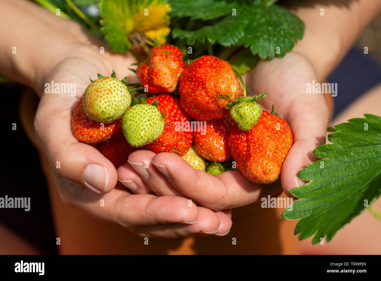 Gärtner hält selbst angebauten Erdbeeren - Fragaria ananassa - alle Formen und Größen Stockfoto