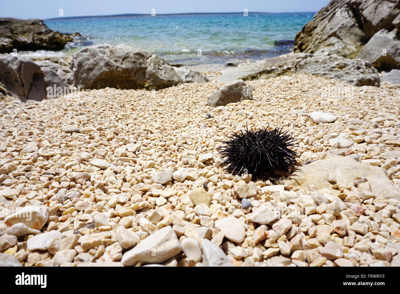 Kieselstrand mit schwarzen Seeigel auf es an einem sonnigen Sommertag Stockfoto