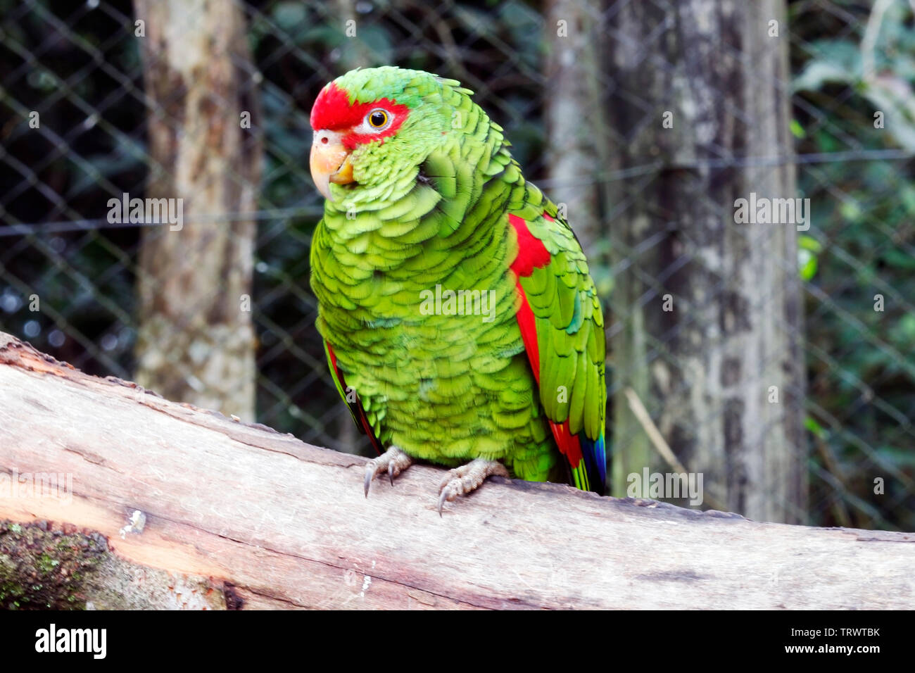 Der Papagei-charão, deren wissenschaftliche Name ist Amazona pretrei, mit der englischen Namen Red - brillenbär Papagei Stockfoto