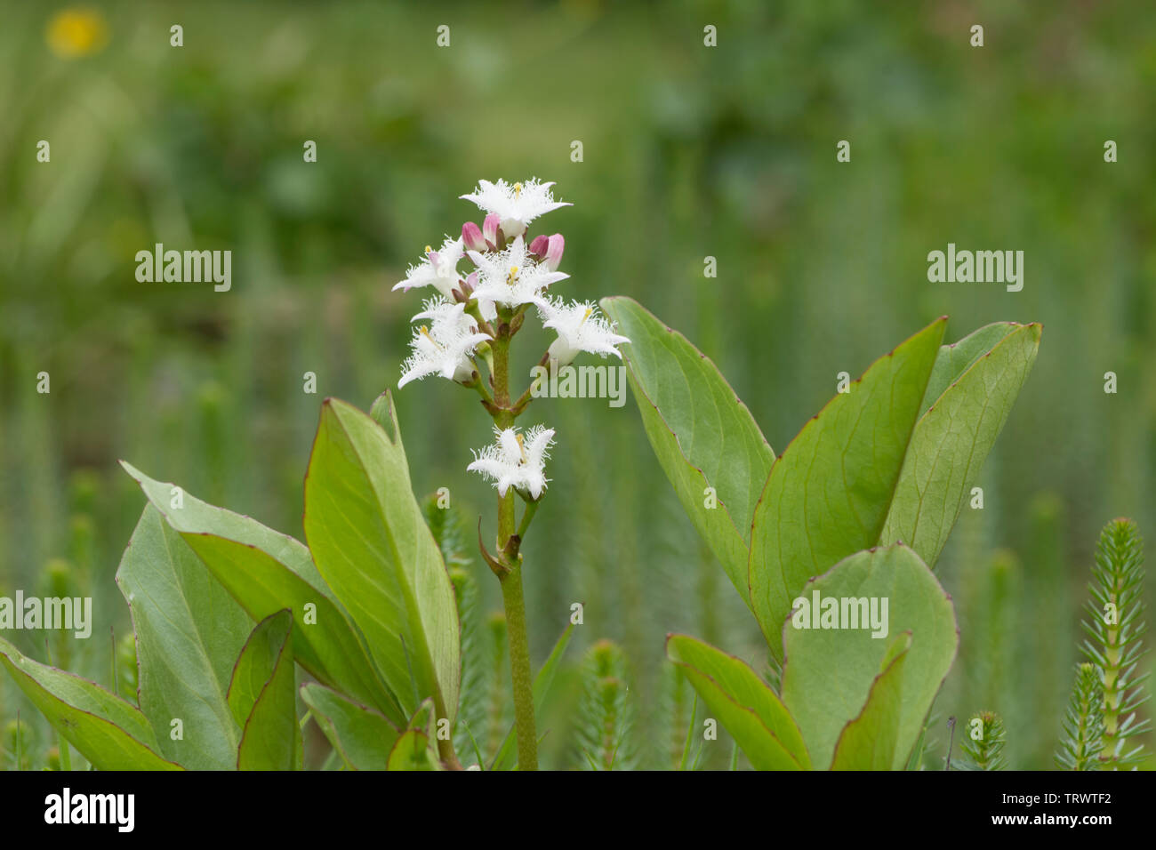 Bogbean, Menyanthese dreiblättrige, Blume, Rn Teich Pflanze, Sussex, UK, Mai Stockfoto