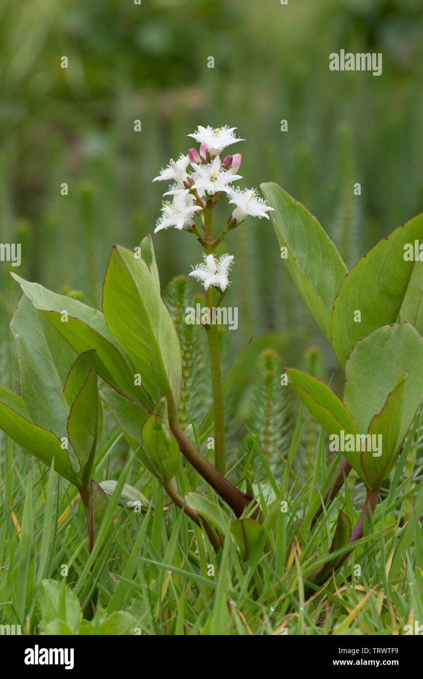 Bogbean, Menyanthese dreiblättrige, Blume, Rn Teich Pflanze, Sussex, UK, Mai Stockfoto