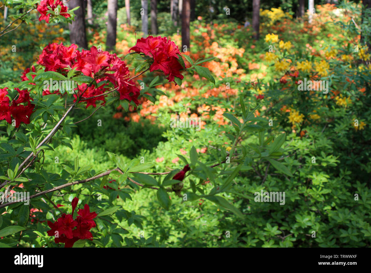 Rhododendren Rhododendron Park bei Haaga in Helsinki, Finnland Stockfoto