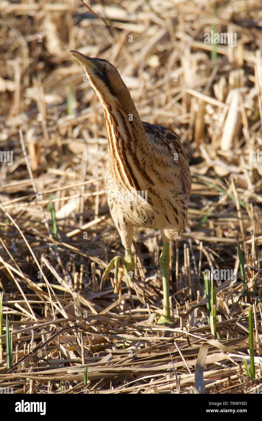 Eine Rohrdommel watet vorsichtig durch das Schilf der RSPB Minsmere am 18. November 2018. Stockfoto