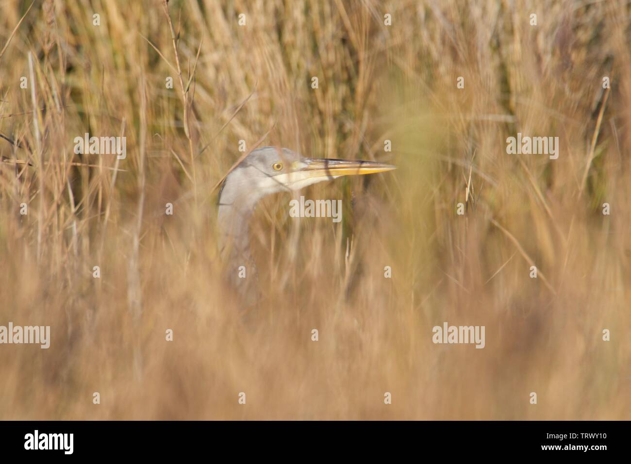 Ein Reiher Gleichgesinnte aus der Reed Bett von dunwich am 18. November 2018. Stockfoto