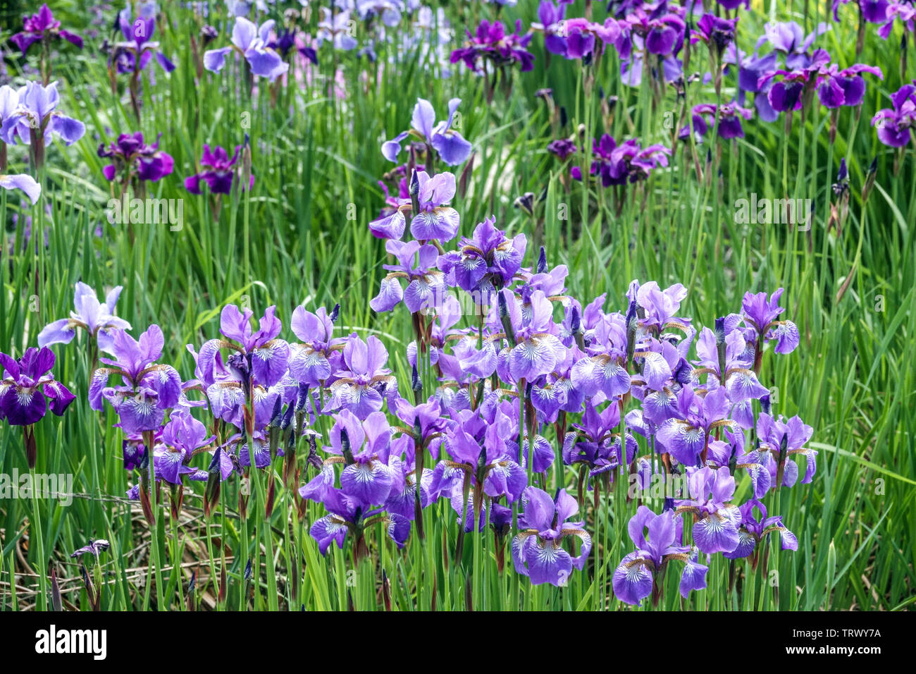 Cluster von Blue Iris pumila wachsen auf Garten Wiese Stockfoto