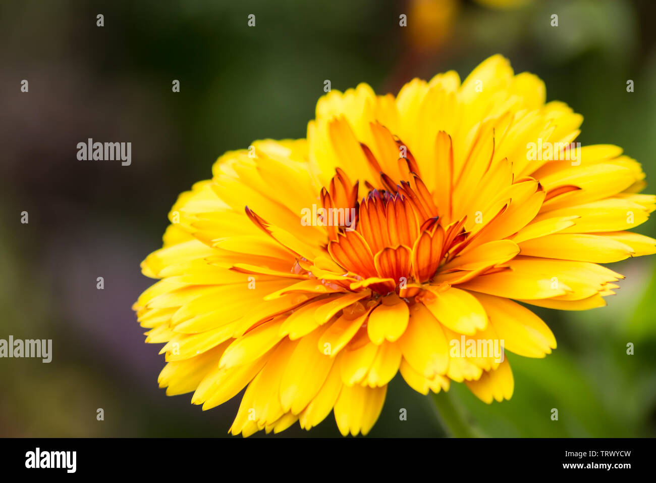 Die Gerbera in einem Feld von anderen schönen Blumen. Stockfoto