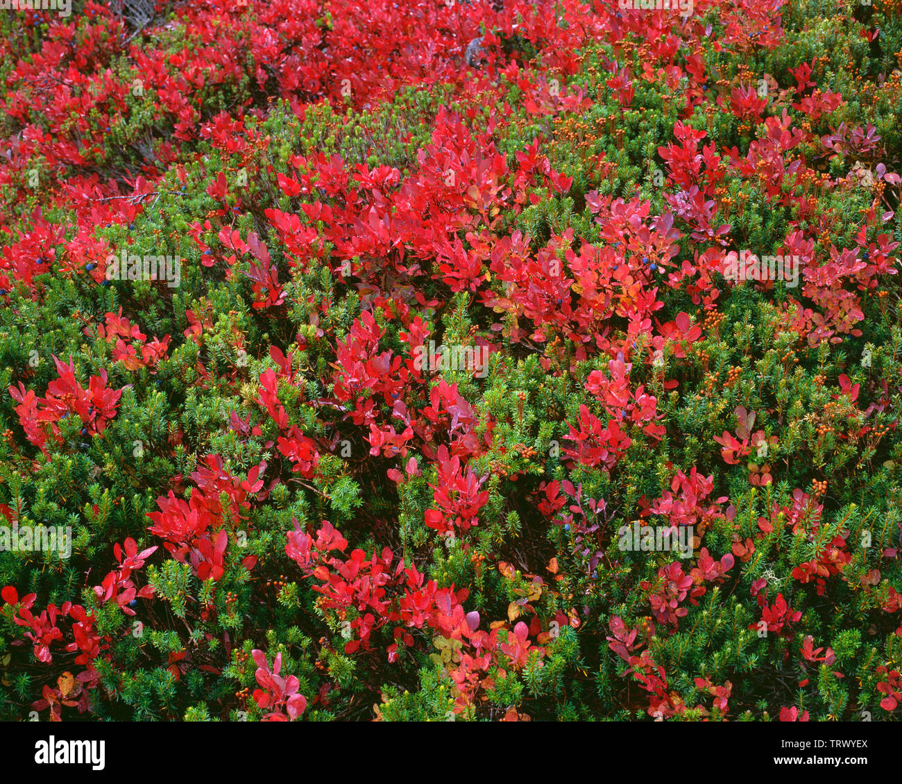 USA, Washington, Mt. Baker Snoqualmie National Forest, Herbst Farbe der Kaskaden Heidelbeere (Vaccinium deliciosum), Heather Wiesen. Stockfoto