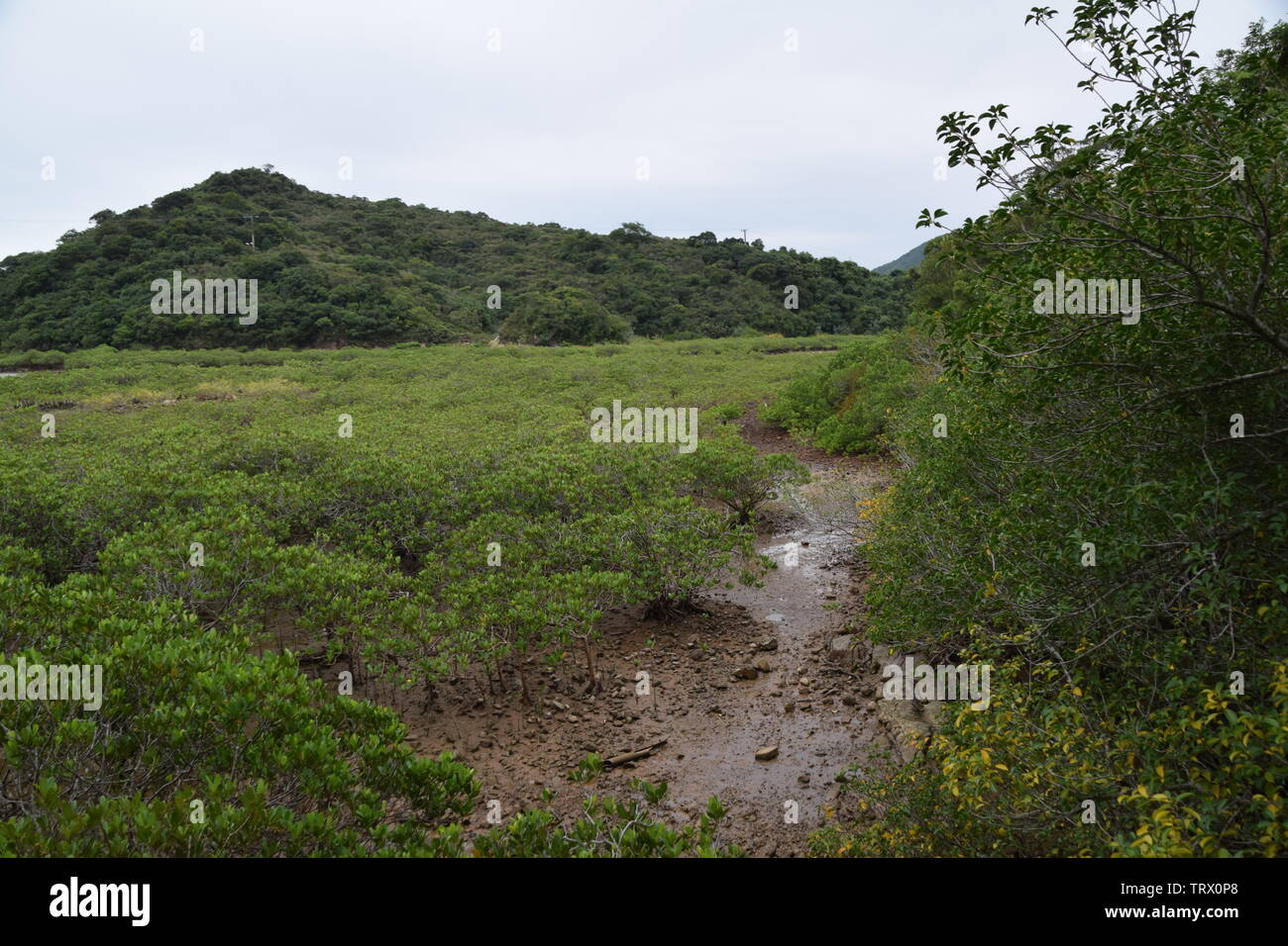 Mangroven wachsen auf Yim Tin Tsai, einer Insel in Hongkong Stockfoto