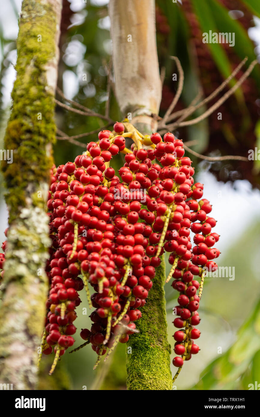 Unbekannter Typ der Beeren aus dem Stamm eines Baumes, Hawaii, USA  Stockfotografie - Alamy