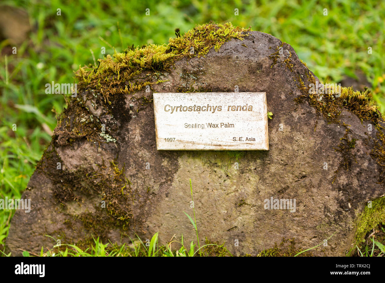 Ein Siegellack Palme, Hilo, Hawaii. Stockfoto