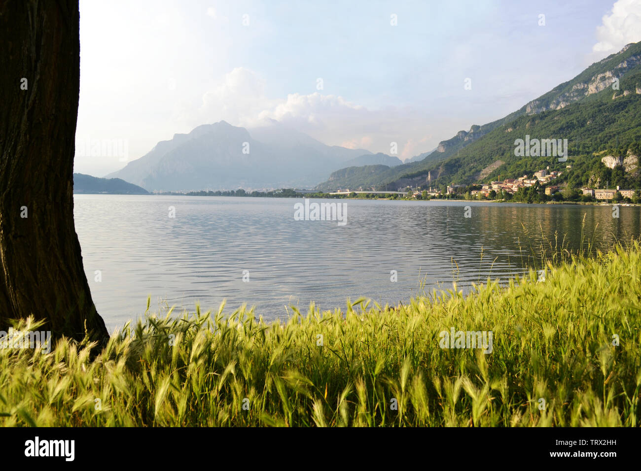 Schönen Panoramablick auf den See Garlate in der Nähe von Lecco mit hohem Gras Wiese im Vordergrund. Stockfoto