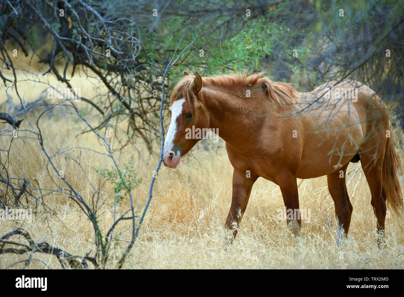 Wilde Pferde durchstreifen die Tonto National Forest in Arizona. Stockfoto