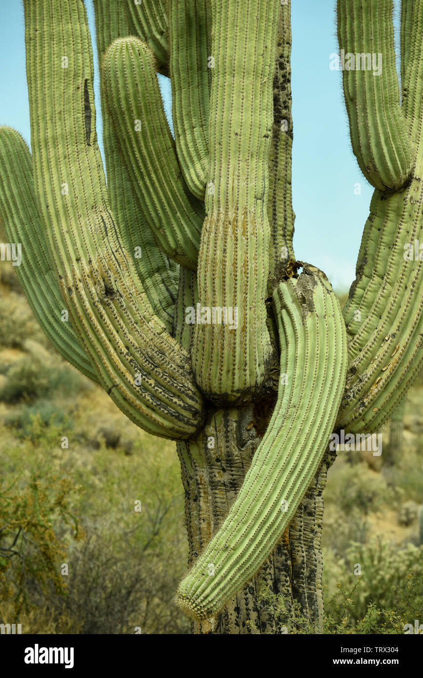 Die berühmten Saguaro Kaktus in der Wüste von Arizona Stockfoto