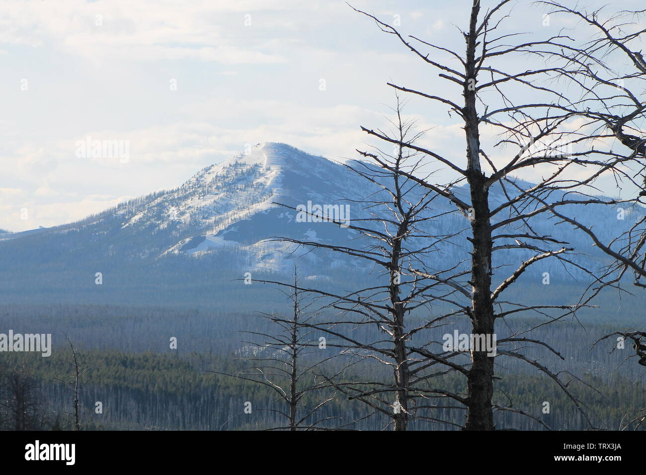 Yellowstone-Nationalpark Stockfoto