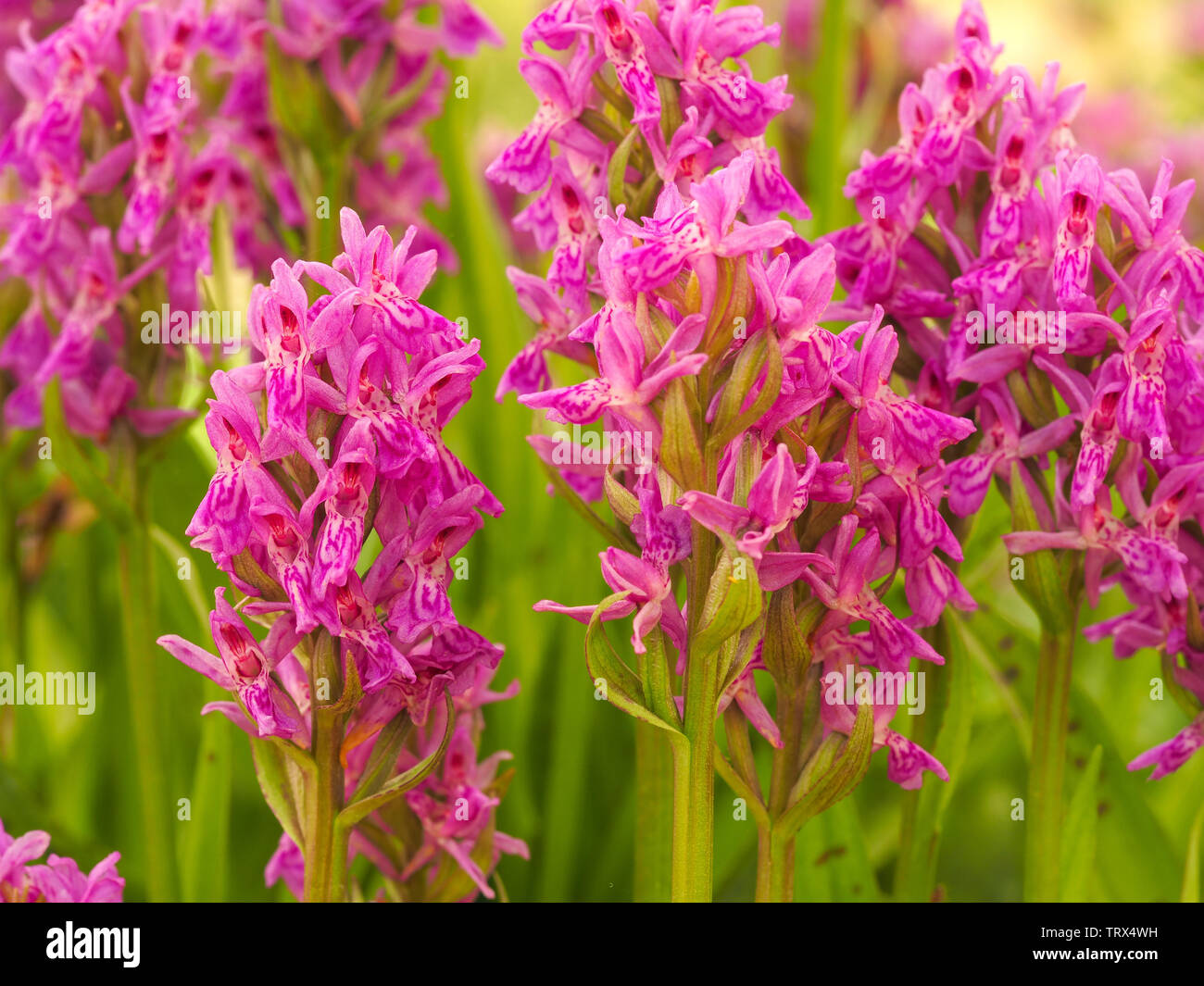 Nahaufnahme von rosa Madeira Orchidee Blumen (Dactylorhiza foliosa) Stockfoto