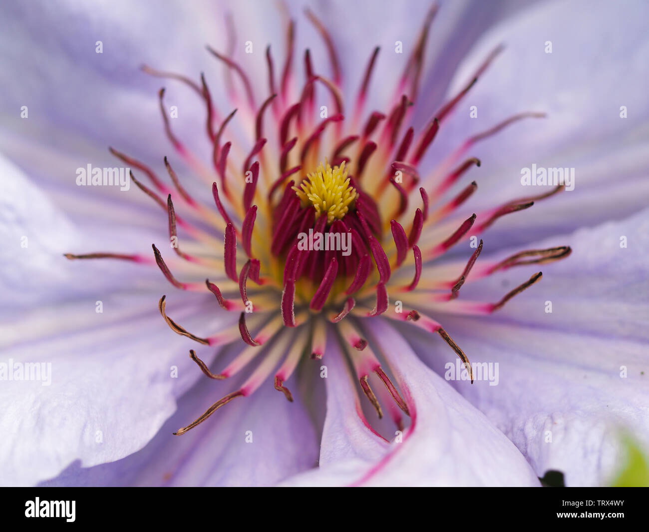 Mitte eines schönen violetten Clematis Blume, Vielzahl Bernadine Stockfoto