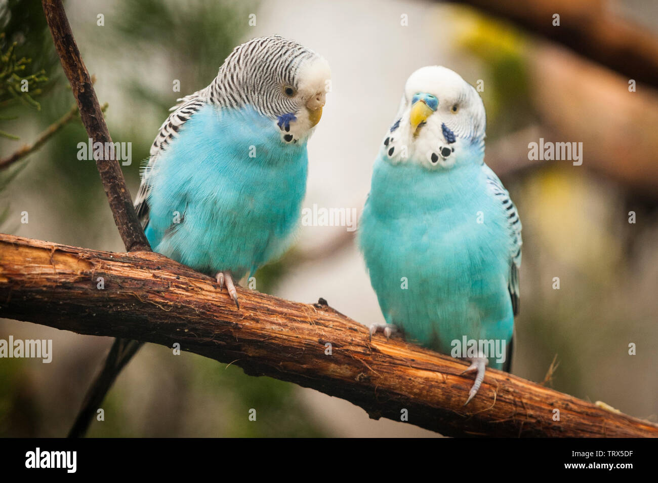 Wellensittich sittich Paar auf Zweig. Wellensittich, Melopsittacus undulatus, einem typischen PET-store Sittich. Stockfoto