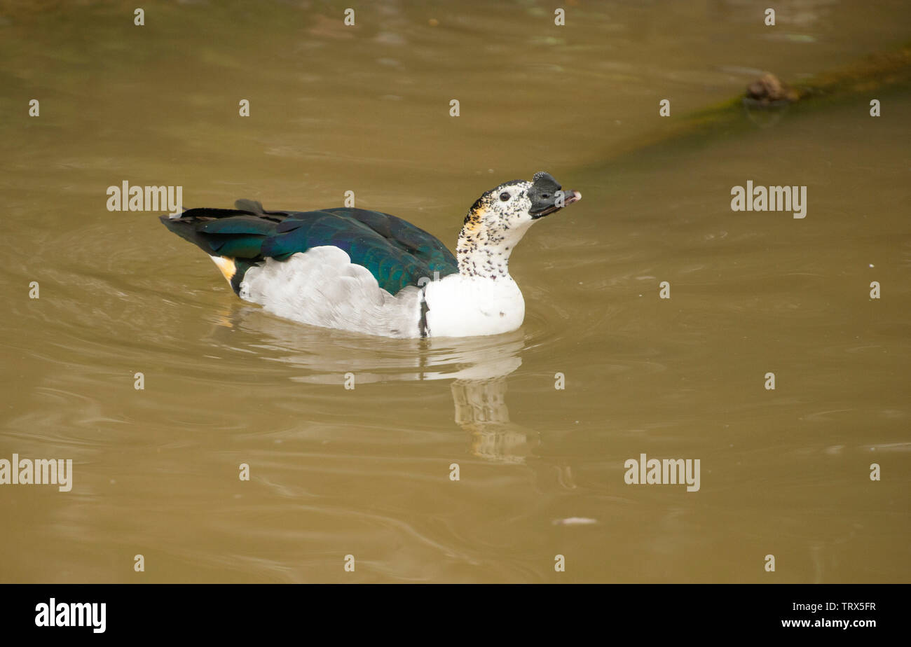 Flugenten (Cairina moschata) stehen in kurzen Gras in der Nähe eines Teiches. Dies ist eine seltene wild Bird. Sie sind häufig in Parks und Ackerland. Stockfoto