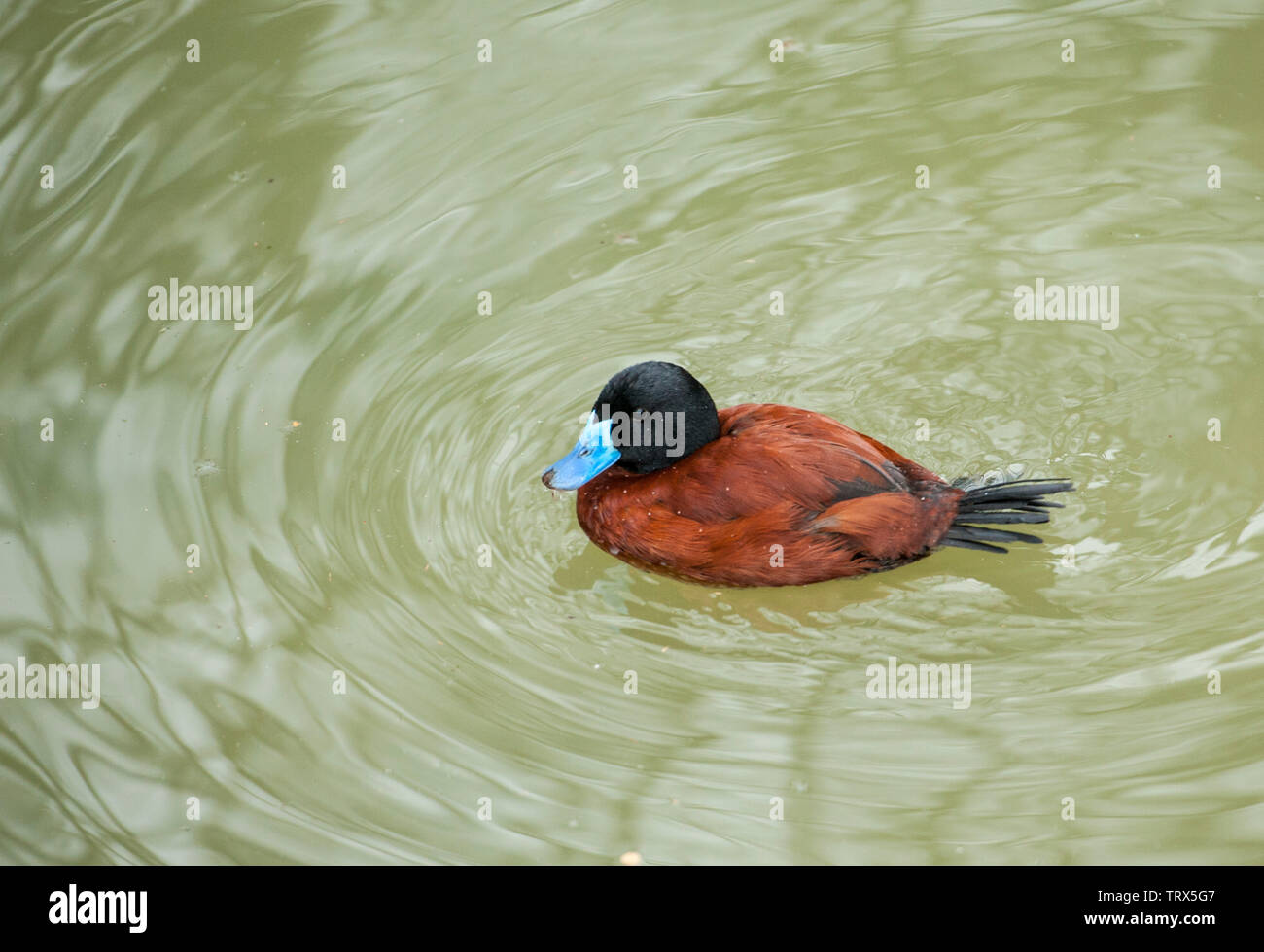 Schwarzkopfruderente (Oxyura jamaicernsis) männlich mit Zucht Gefieder, die in einem Teich schwimmt. Schwarzkopfruderente eine gemeinsame Tauchen Ente auf Teiche, Seen und geschützte Buchten in Stockfoto