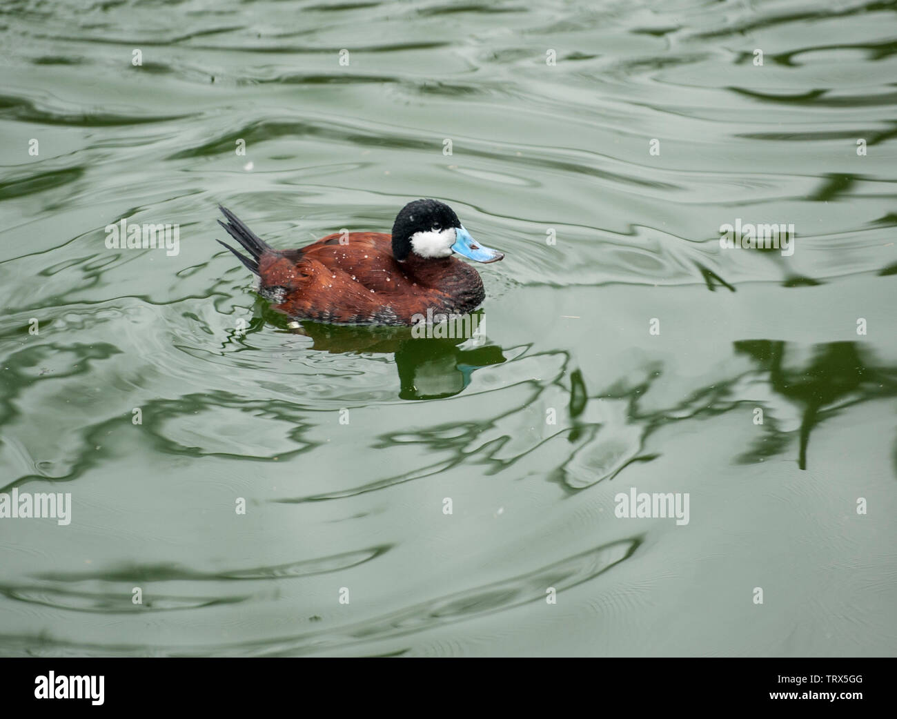 Schwarzkopfruderente (Oxyura jamaicernsis) männlich mit Zucht Gefieder, die in einem Teich schwimmt. Schwarzkopfruderente eine gemeinsame Tauchen Ente auf Teiche, Seen und geschützte Buchten in Stockfoto