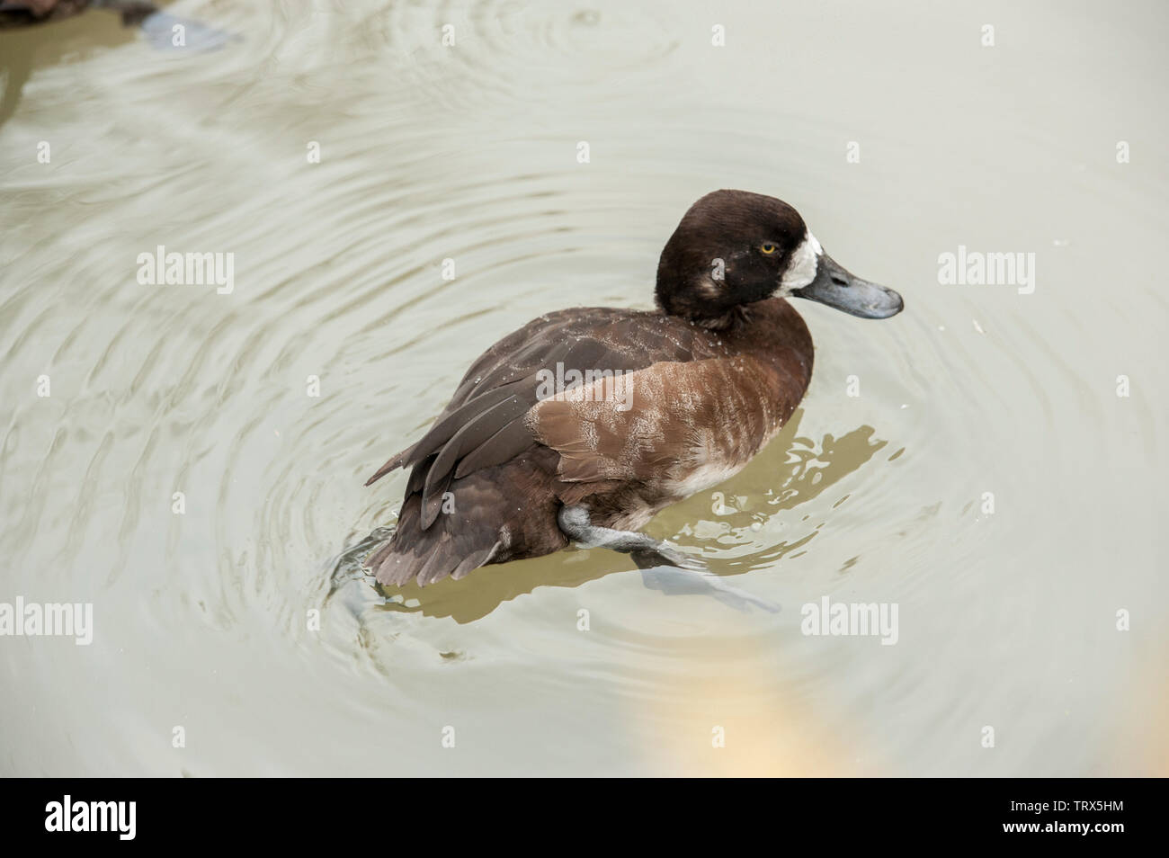 Schwarzkopfruderente (Oxyura jamaicernsis) männlich mit Zucht Gefieder, die in einem Teich schwimmt. Schwarzkopfruderente eine gemeinsame Tauchen Ente auf Teiche, Seen und geschützte Buchten in Stockfoto
