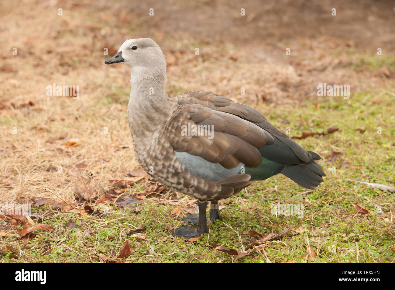 Graugans ist eine große Gans zu Fuß auf dem Land Stockfoto