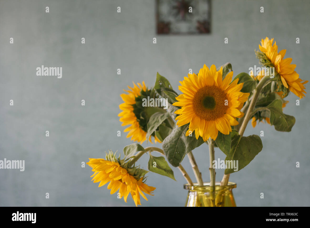 Strauß mit frischen Sonnenblumen in einem Zimmer, mit einer texturierten Blau Venezianischer Putz an der Wand Stockfoto