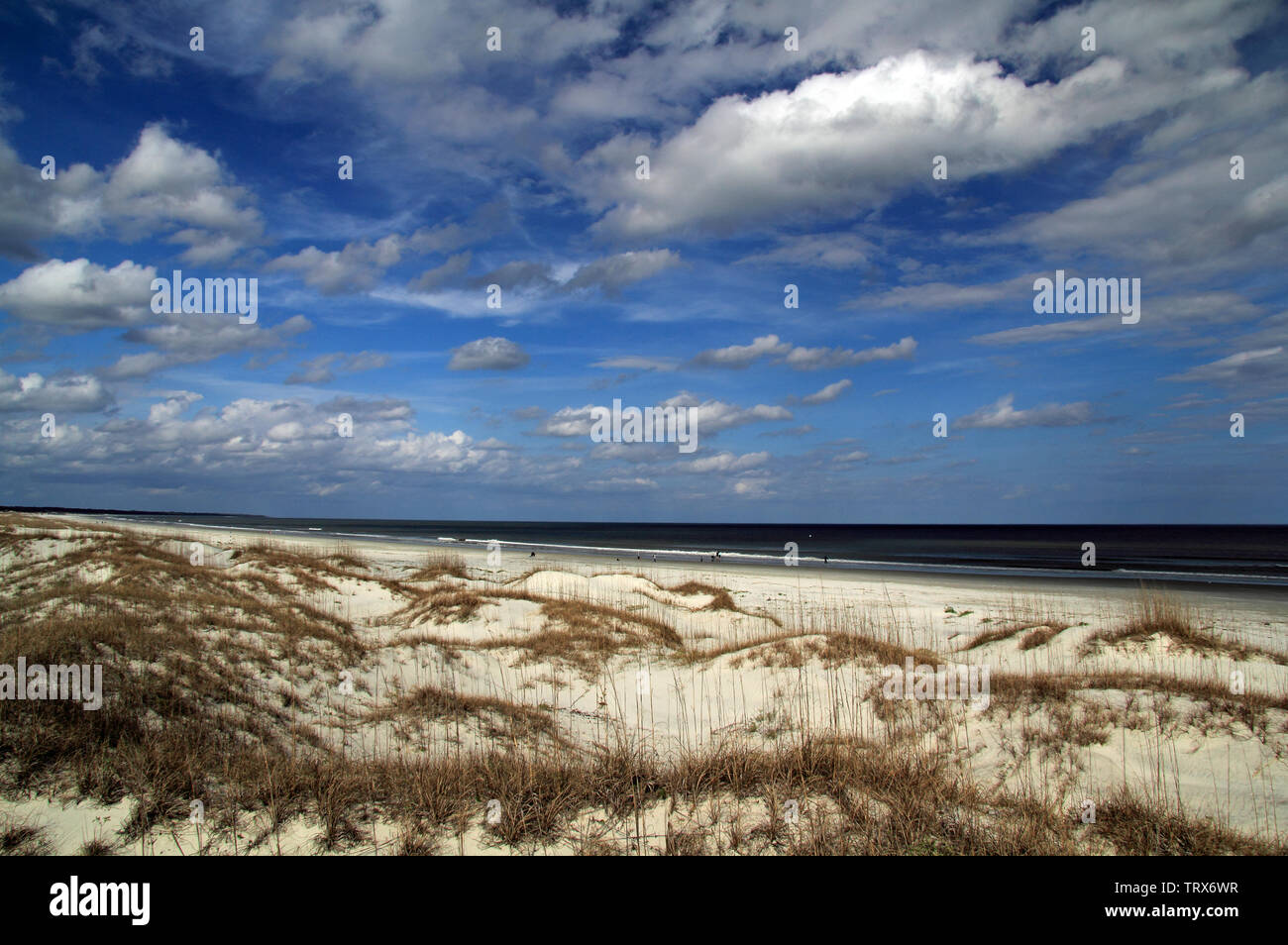 Cumberland Island National Seashore ist berühmt für ihre ausgedehnten Strände, das umfangreiche Loipennetz, und auch für die ortsansässige Bevölkerung der wilden Pferde Stockfoto