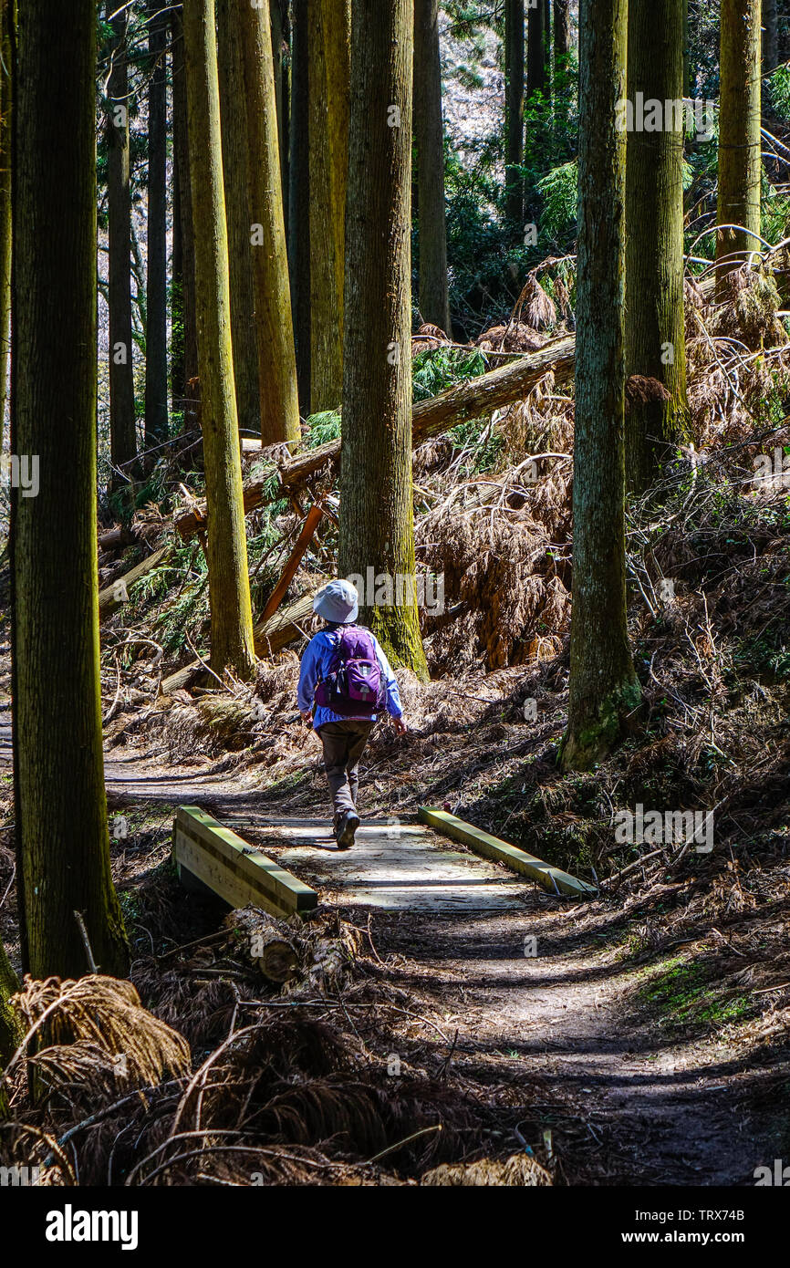 Eine Frau, die zu Fuß auf dem Weg von Deep Forest an Sommertag in Yoshino, Japan. Stockfoto