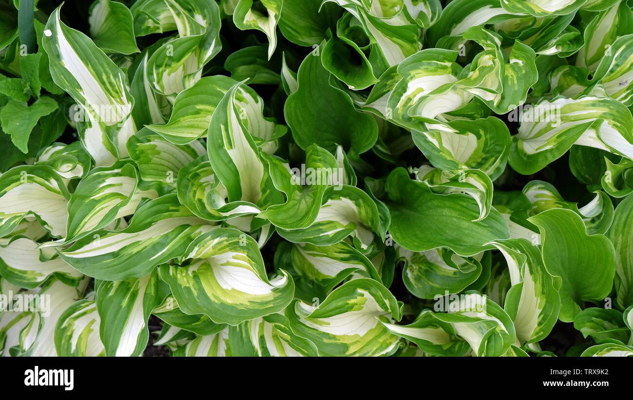 Schöne hosta Werk. Grüne Blätter mit weißen Teile in der Mitte. Stockfoto