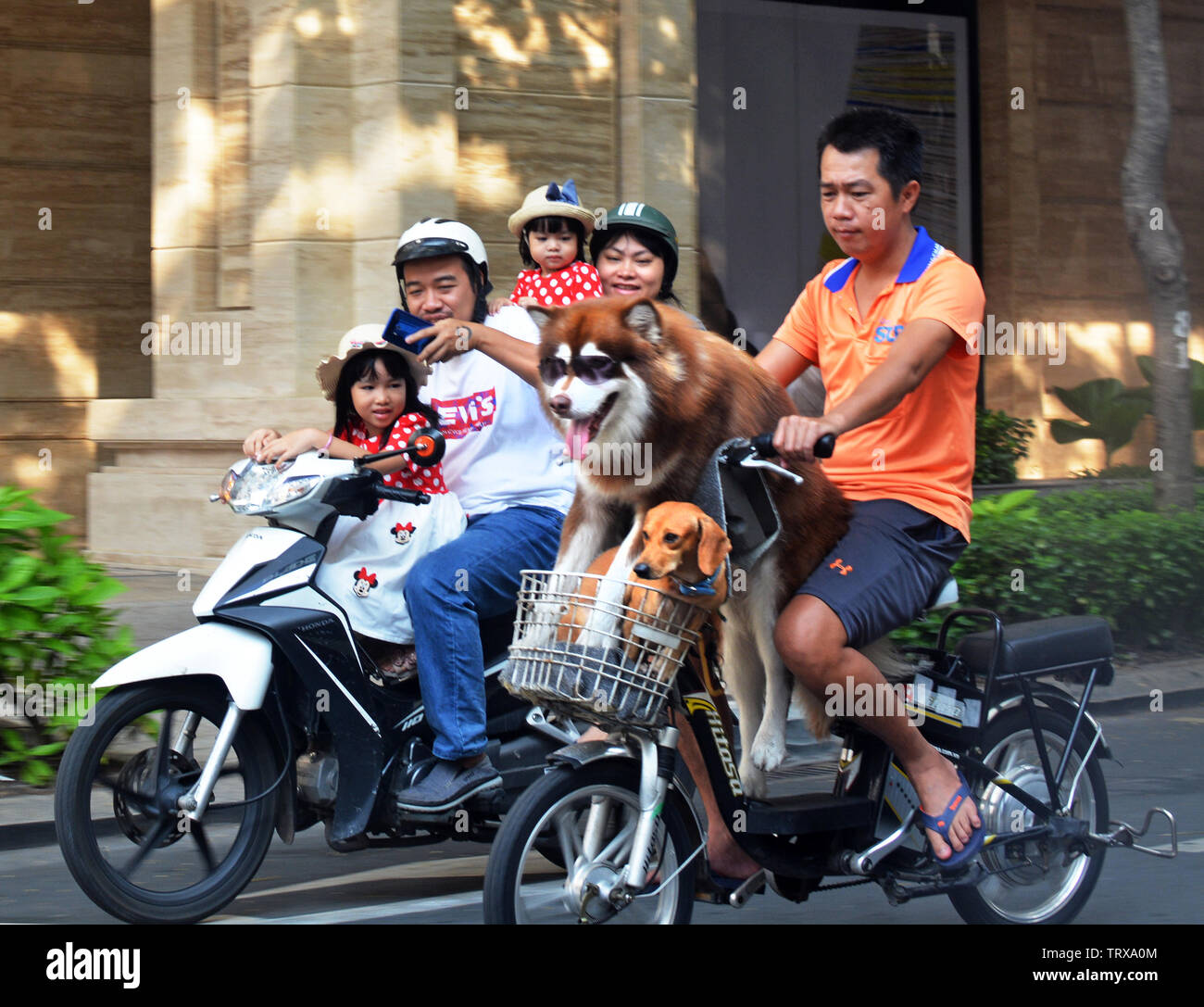 Ho Chi Minh City, Vietnam - Juni 02, 2019; der Mensch nimmt zwei Hunde für eine Fahrt auf Motor-Zyklus in der Mitte des ity am Sonntagmorgen während Familie nimmt Stockfoto