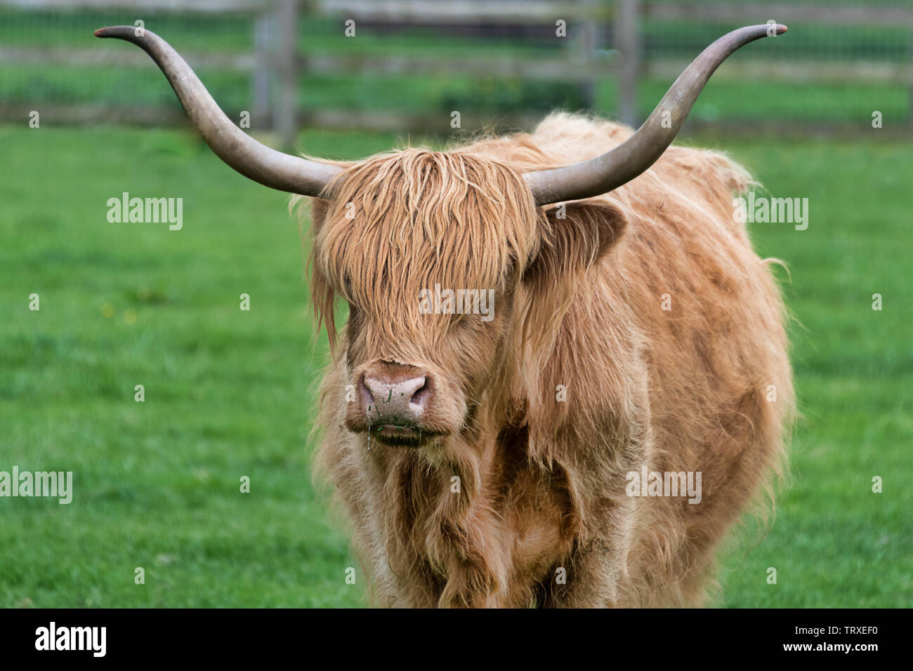 Nahaufnahme, Porträt einer einzigen langen Hörnern Highland rind kuh steht auf der Weide und starrte die Kamera Stockfoto