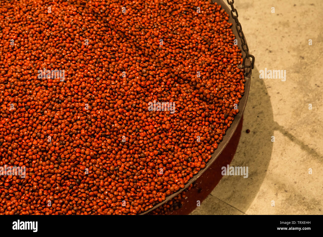 Acacia Samen rote Bohne in einem Metallbehälter Stockfoto