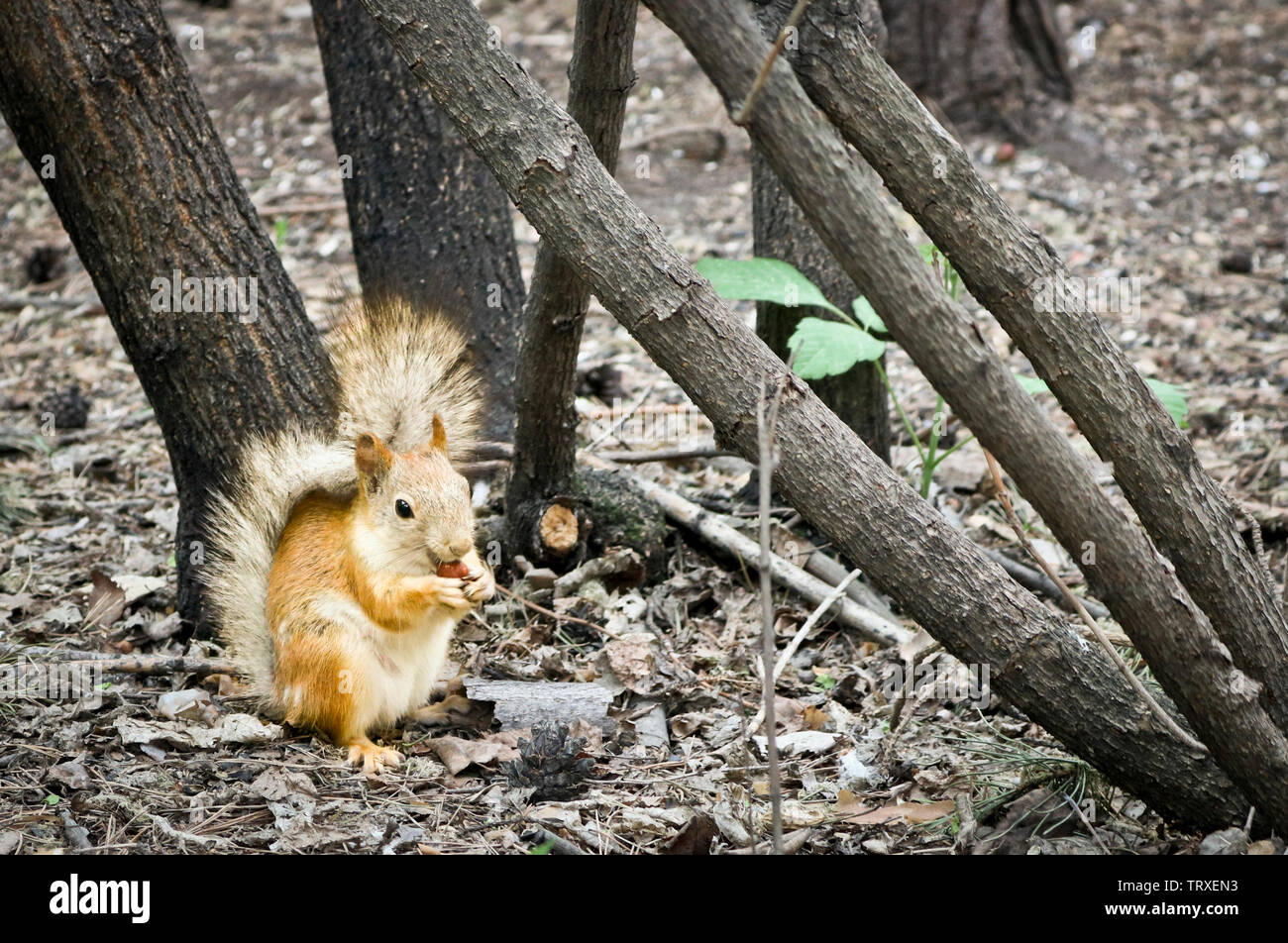Die rothaarige Eichhörnchen hält eine Haselnuss Mutter in die Pfoten und nagt unter Ahornbäumen. Stockfoto