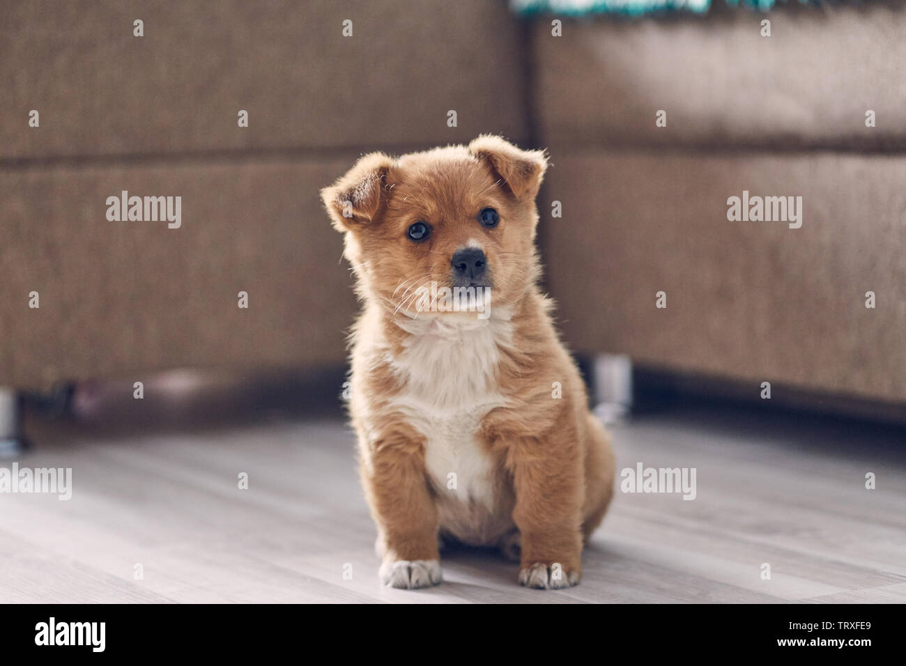 Schöne cute puppy sitzt auf der helle Boden in der Wohnung und sieht gerade Stockfoto