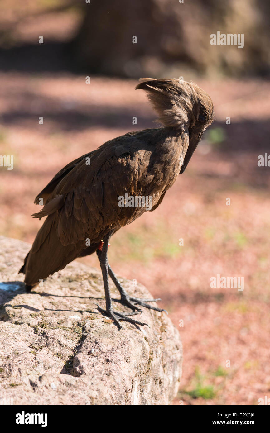 Hamerkop (Scopus umbretta) Federn herauszuputzen. Der Zoo von Chester Cheshire England UK. Mai 2019 Stockfoto