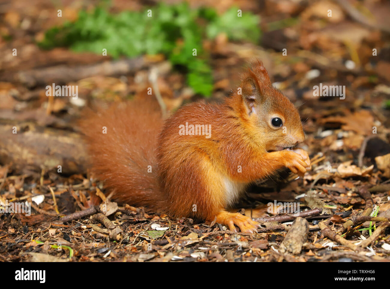 Ein Niedliches Baby Eichhornchen Sciurus Vulgaris Im Spaten Fruhjahr Auf Der Insel Angelsey In Nord Wales Grossbritannien Stockfotografie Alamy