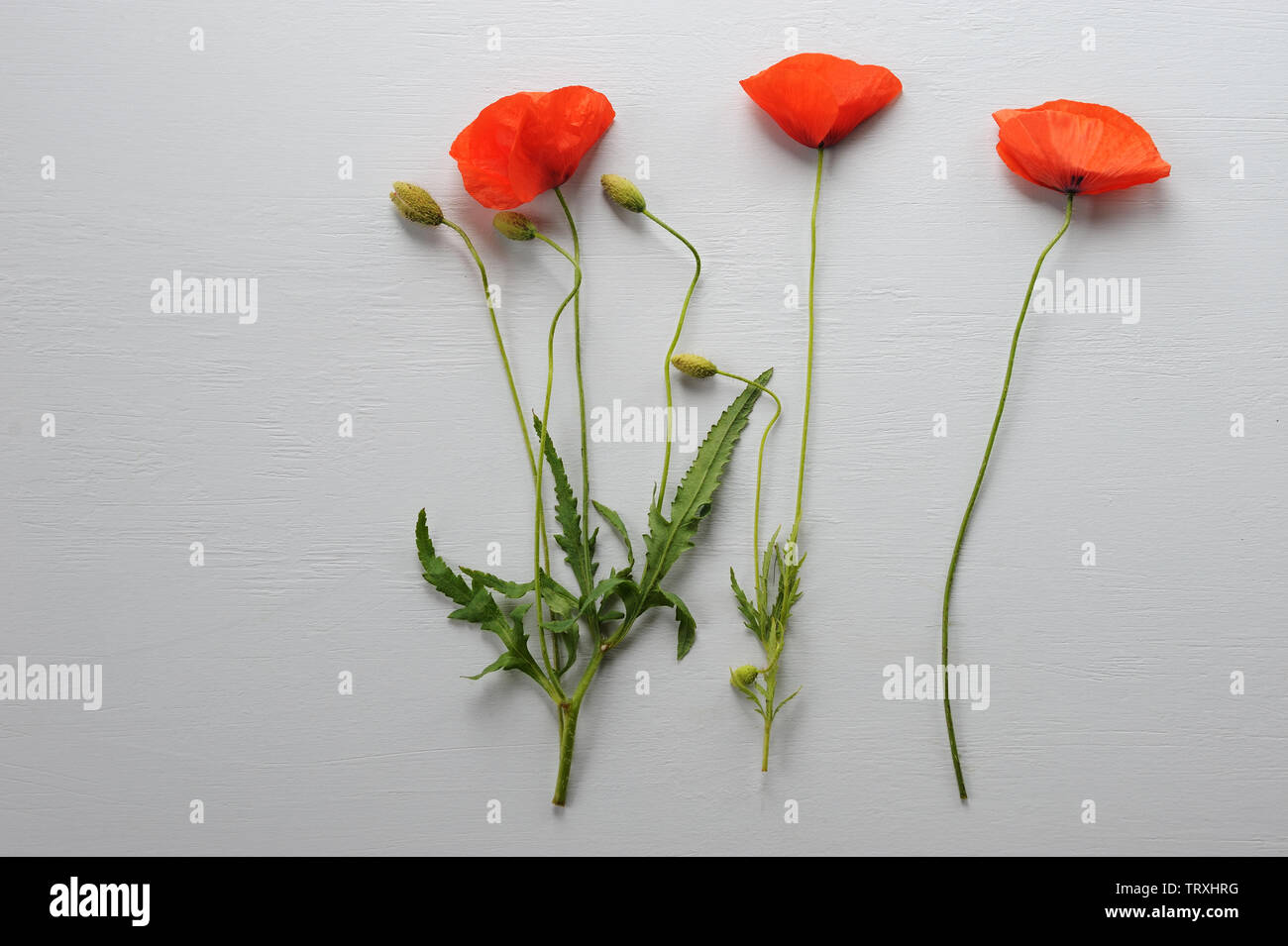 Kreative Gestaltung aus Blüten von wild red poppy (common Poppy, Corn Poppy, Mais Rose, field Poppy, Flandern Mohn, rot Unkraut, coquelicot) über Grau. Stockfoto