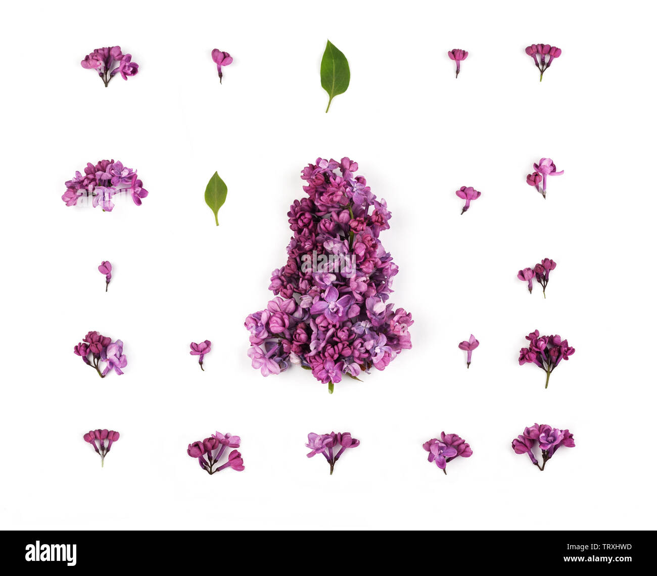 Kreative Gestaltung aus Lila Lila Blumen und Blüten auf dem weißen Hintergrund. Florales Muster im minimalistischen Stil. Flach, Ansicht von oben. Stockfoto