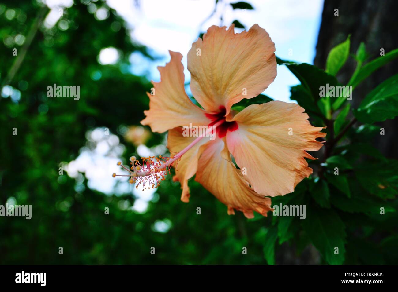 Pfirsich Hibiskus Blume - Seltene Stockfoto